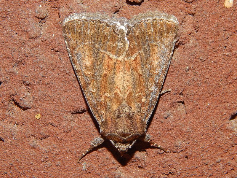 Noctuide da ID